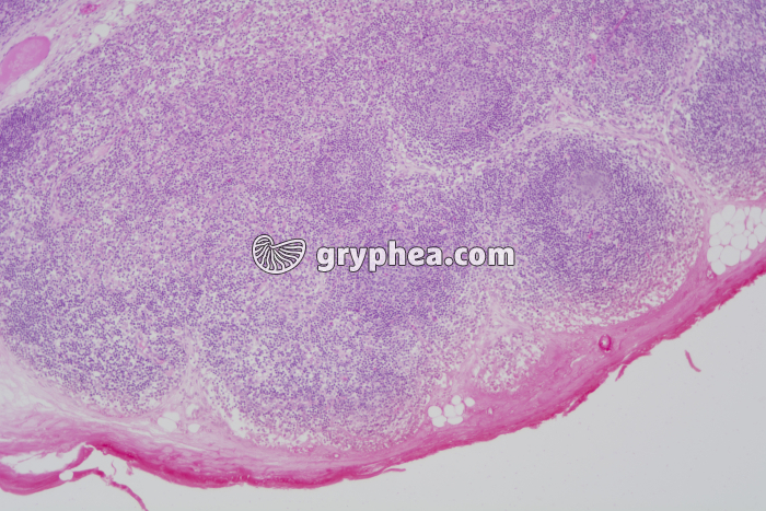Thymus x20 - gryphea.org